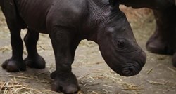 U Belgiji u zatočeništvu na svijet došao bijeli nosorog